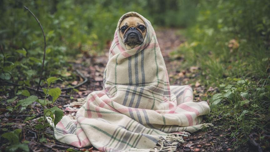 pug-801826_1920