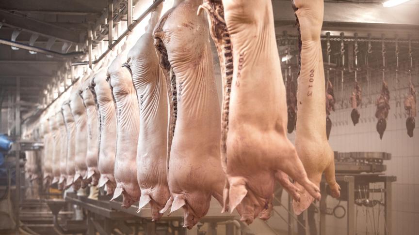 Durant leur transport, les carcasses  sont suspendues à des crochets  en forme de portemanteaux  munis d’une puce.