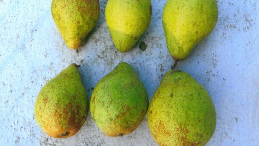 ‘Comtesse de Paris’ est une des rares variétés de poire à consommer après Nouvel An.