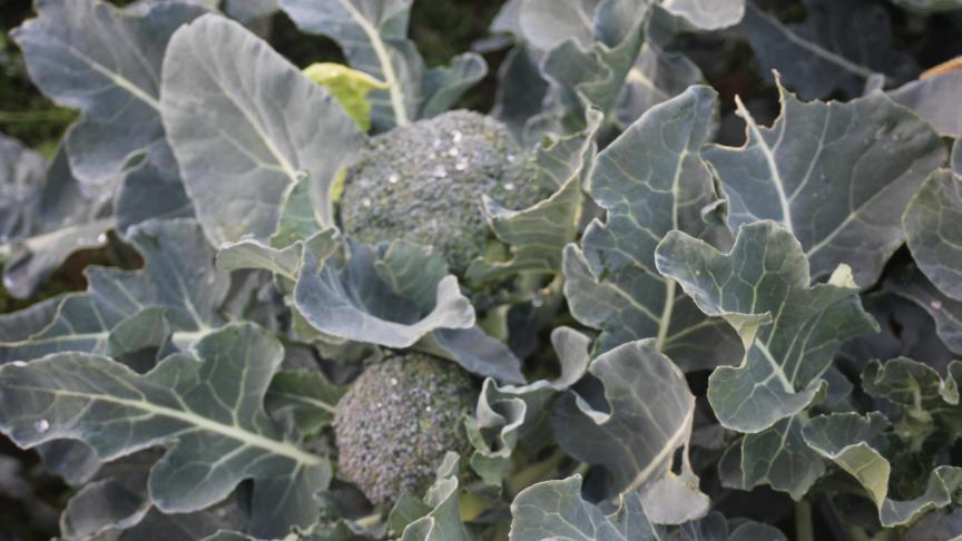 Le brocoli produit une pomme à l'extrémité de la tige. Des pommes secondaires se forment ensuite et peuvent intéresser des clients en circuit court.