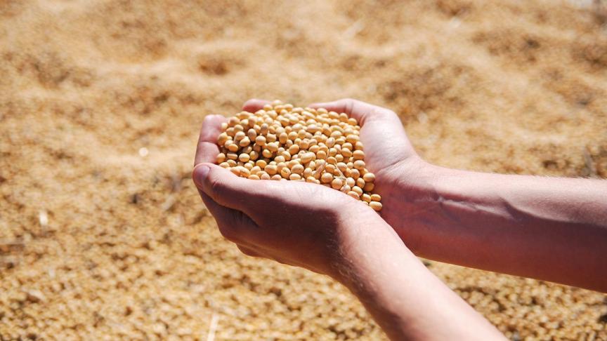 soybean-1831703_1920