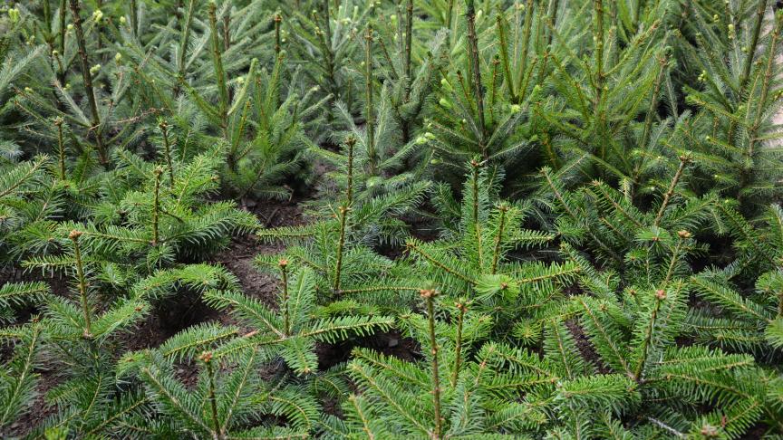 En se faisant certifier pour les guides sectoriels G-040 et G-043, les producteurs/négociants en plantes ornementales peuvent désormais prouver leur autocontrôle à l’Afsca et prétendre à la réduction sur la contribution et à la fréquence d’inspection réduite.