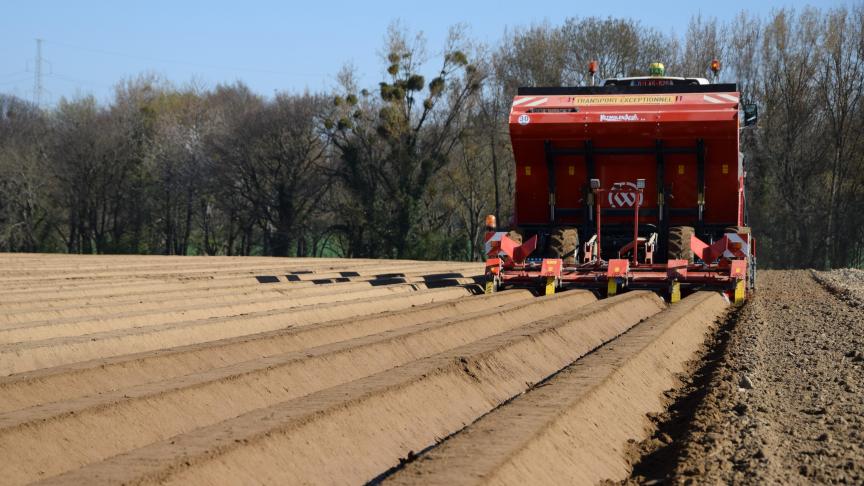 Malgré des prix de contrats en hausse sur le continent pour les variétés à destination  de la transformation, la superficie 2019 de la zone NEPG ne peut pas augmenter  beaucoup plus dû au manque de plants.