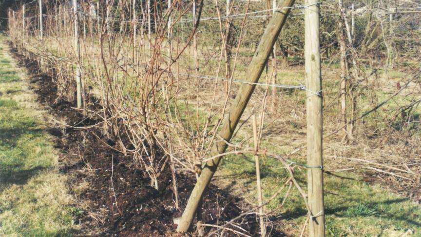 Au pied d’un arbre, désherbé pour éviter la concurrence des adventices,  on apportera un mulch : des tontes de pelouse, du broyat de branche,  du fumier pailleux ou, comme ici, du compost de jardin.