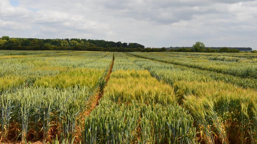 Des blés de plus grand gabarit ou pourvu d’un feuillage plus étalé, avec des racines capables de travailler avec les micro-organismes du sol, cultivés en mélange avec d’autres types de plantes... voici des pistes évoquées pour répondre aux nouveaux besoins.