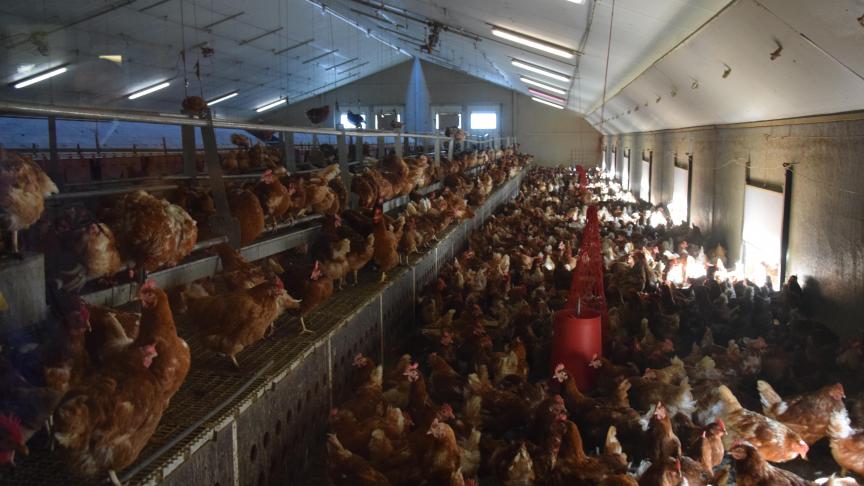 Le pondoir se trouve au centre du bâtiment. Les œufs glissent vers un tapis auquel les animaux n’ont plus accès. Aucun risque donc qu’ils soient cassés ou salis.
