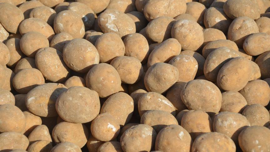 Les plants certifiés sont un gage de pureté variétale et de qualité sanitaire.