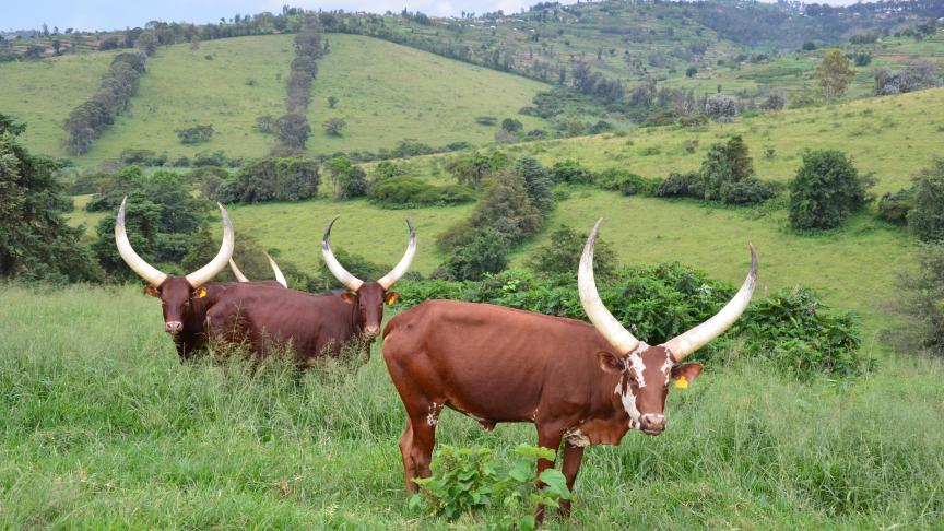 La production laitière et ses émissions de gaz à effet de serre revêtent des intensités bien différentes selon les régions du monde, au nord comme au sud.