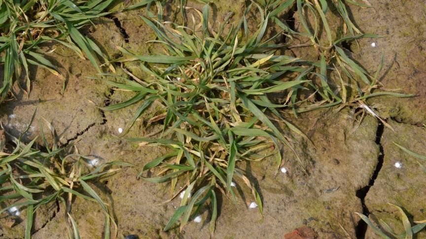 Les emblavures se présentent bien en ce début mars dans la plupart des situations.