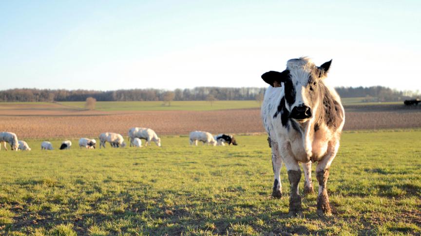 Comment faire le bon choix pour son herbe - WikiAgri - Actualité