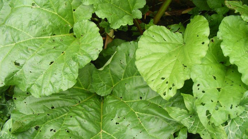 A la fin de l'été, les feuilles produisent les sucres qui alimenteront les réserves à partir desquelles la plante redémarrera l'année suivante.