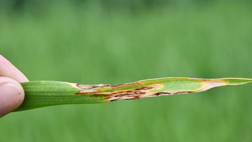 La rhynchosporiose fait partie des maladies foliaires à surveiller, en n’hésitant pas à «écarter» le feuillage dans la parcelle concernée pour avoir une bonne vue sur la base des plantes.