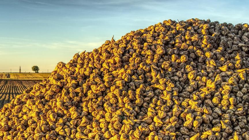 sugar-beet-3728065_1920