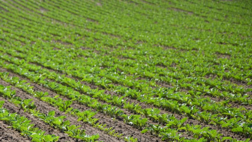 «Pour ce qui est de la betterave, le choix est simple
: j’en mets encore ou je n’en mets plus. Sauf que, je n’ai pas beaucoup le choix...»