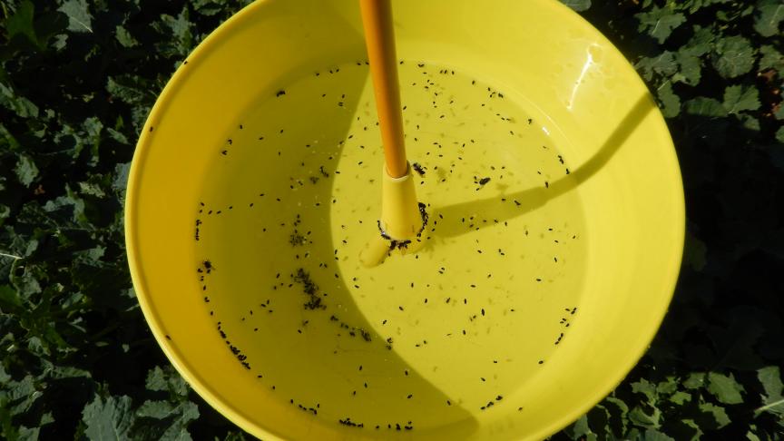 Vide en début de semaine, ce bassin jaune se révélait bien «rempli» de méligèthes quelques jours plus tard. Un moyen de piégeage et d’observation attractif, simple, peu coûteux et efficace!