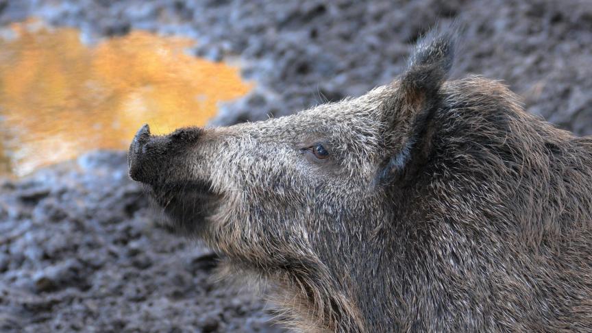boar-614729_1920