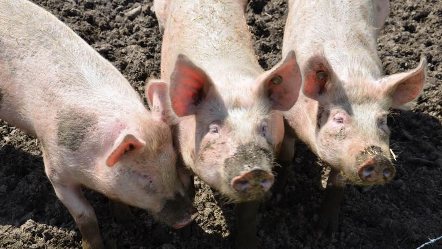 Pour rappel, la Chine est fortement touchée par la peste porcine africaine, et ses achats sont annoncés en forte hausse sur le second semestre.
