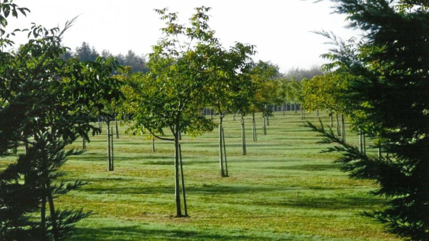 L’adaptation des noyers à notre climat est bonne, avec parfois  quelques dégâts dus aux gelées tardives.