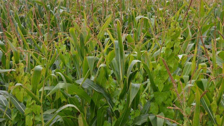 La concurrence exercée par les vivaces peut être techniquement combattue à condition de mettre en oeuvre, dans les meilleures conditions, les stratégies recommandées et réprouvées sur le terrain.