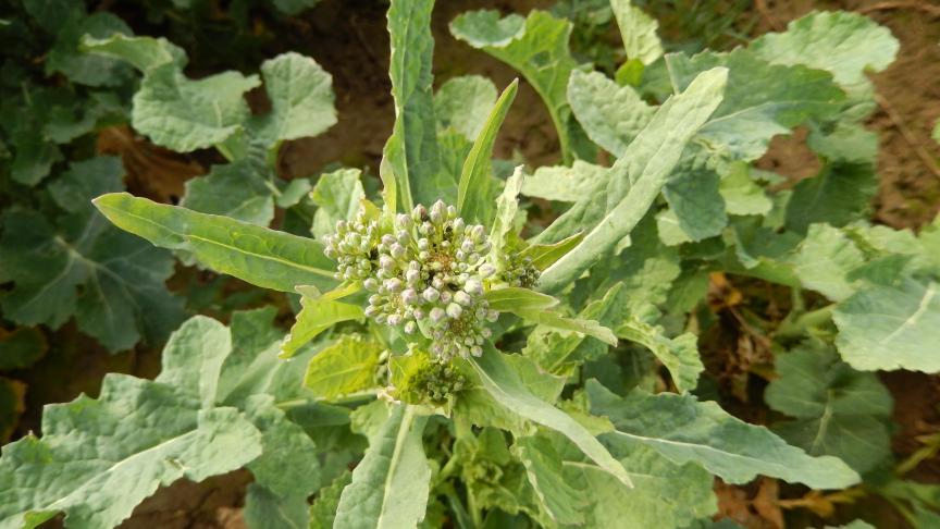 La présence de ces insectes est à vérifier dans toutes les inflorescences.