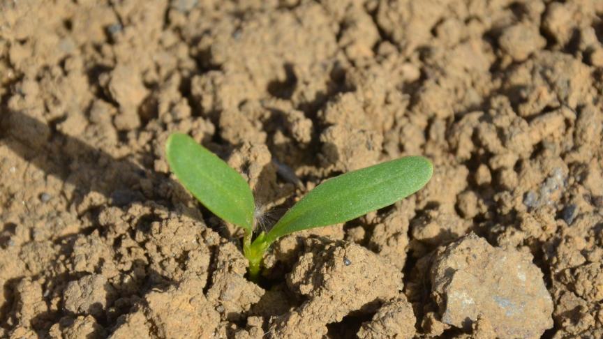 Les cotylédons sont déjà présents dans les semis de février.