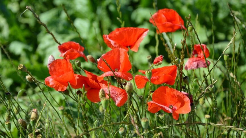 Ce financement européen doit redonner quelques couleurs à un secteur
 frappé par la grisaille depuis plusieurs années déjà.