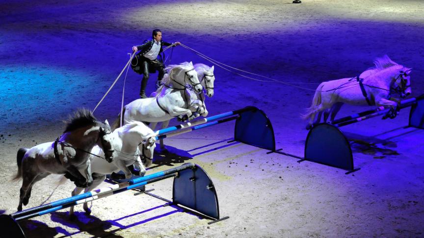 Le très plébiscité Lorenzo sera la tête d’affiche du «Magic Horses».