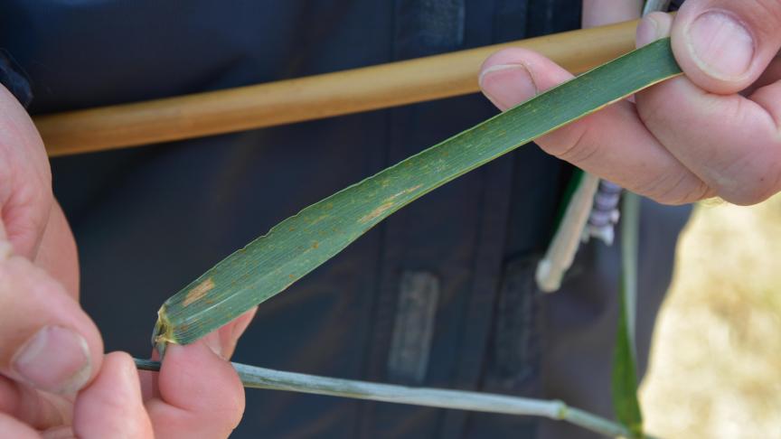 En froment, la septoriose est observée dans l’ensemble du réseau mais ne nécessite aucun traitement.
