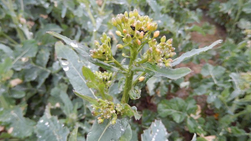 Les dégâts de morsures des méligèthes apparaissent au niveau des boutons floraux desséchés.