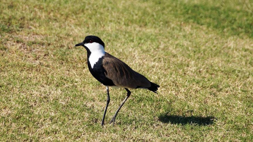 peewit-1101512_1920