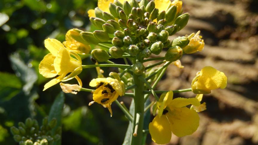 Lorsque la floraison démarre, c'est «portes ouvertes» pour les méligèthes, de sorte qu’ils ne constituent plus un danger. C’est par contre le moment de protéger les plantes contre le sclérotinia et de surveiller les charançons des siliques.