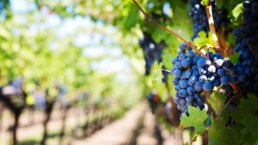 purple-grapes-553463_1920