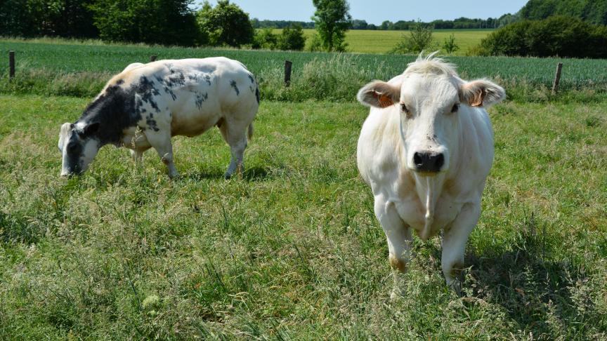 La surproduction de viande bovine
 pèse lourdement sur les prix.