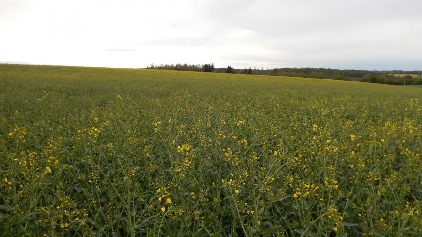 Le colza d'hiver connaît encore çà et là des soucis de floraison -  SillonBelge.be