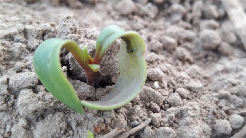 Attaque par le puceron noir: les feuilles de la plantule s’enroulent et se «frisent» à cause des dégâts de succion, qui sont rarement significatifs.