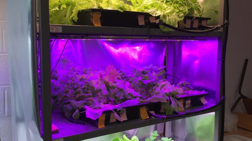 La vivriculture ou le retour d’une agriculture urbaine axée sur les cultures vivrières.