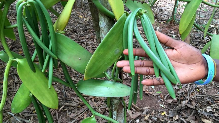 En termes de revenu, un kg de vanille verte équivaut à un mois de salaire à Madagascar.