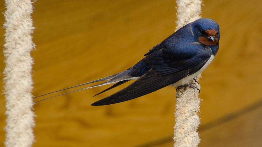 swallow-970341_1920