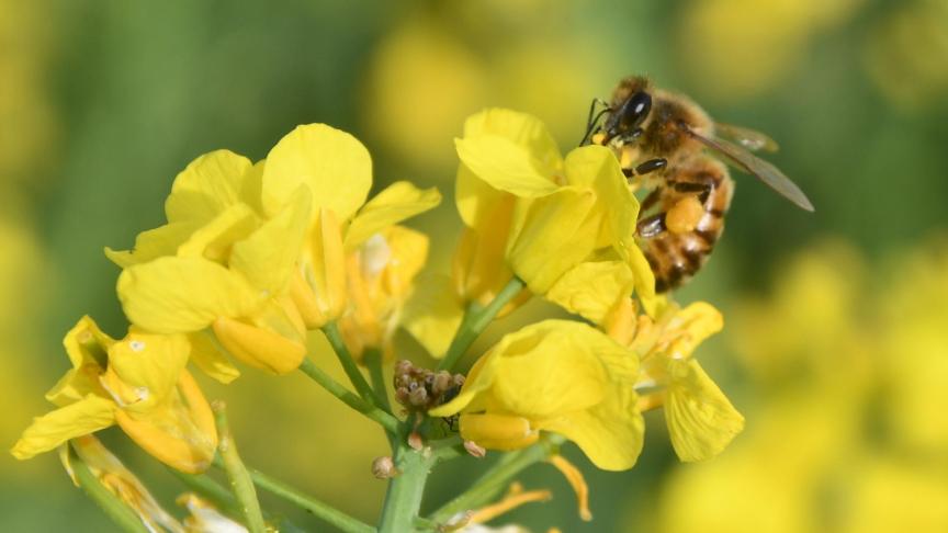 Les surfaces de colza dans les principaux pays producteurs de colza, dont la France
et l’Allemagne. En cause: la sécheresse de l’automne dernier.