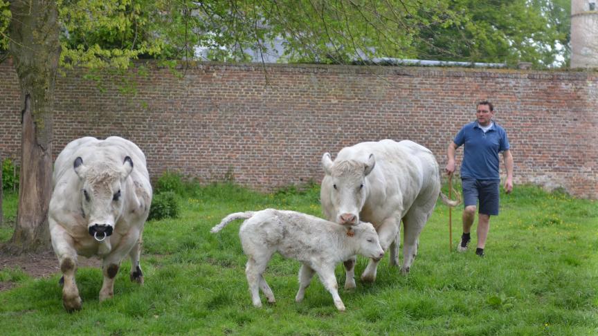 Montrer un taureau, une vache et son veau au consommateur, c’est aussi lui permettre  de faire le lien entre l’animal et la viande qu’il a dans son assiette.