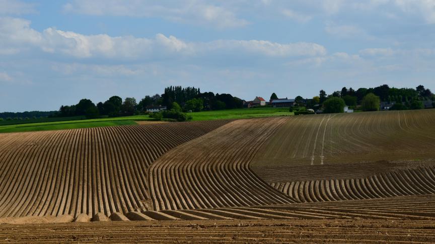 Interrompues par les pluies, les plantations sont presque terminées.
