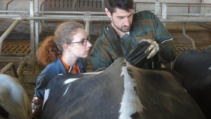 Les étudiants prennent une part active dans le suivi de reproduction des troupeaux  et sont concertés pour les décisions de mise à la reproduction et de réforme.