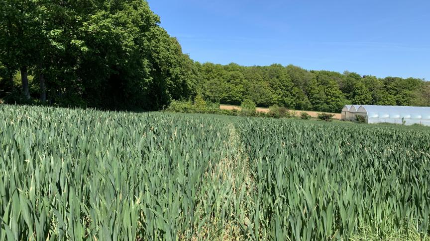 Pour les froments, les semaines se suivent et se ressemblent jusqu’ici en termes de pression sanitaire.