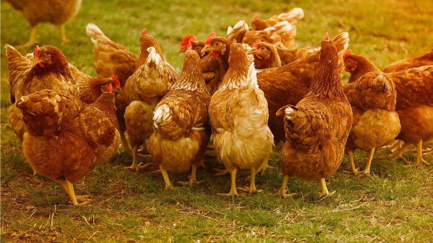 chickens-4145198_1920