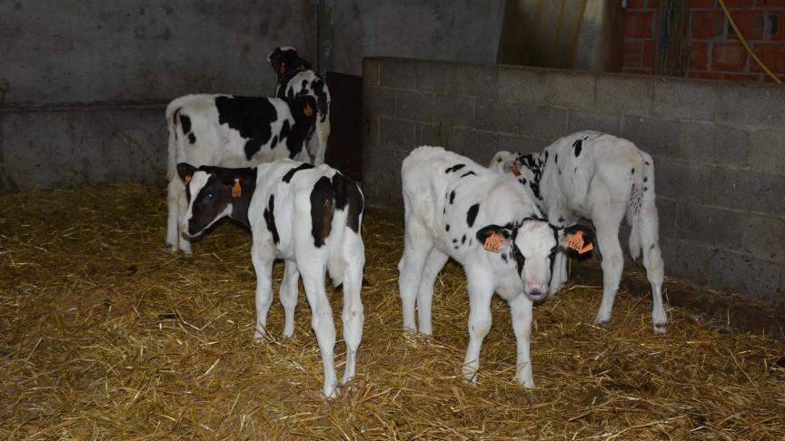 Avant leur déplacement, les veaux doivent notamment avoir été traités contre les attaques d’insectes à l’aide d’un insecticide à usage externe autorisé chez l’espèce bovine.
