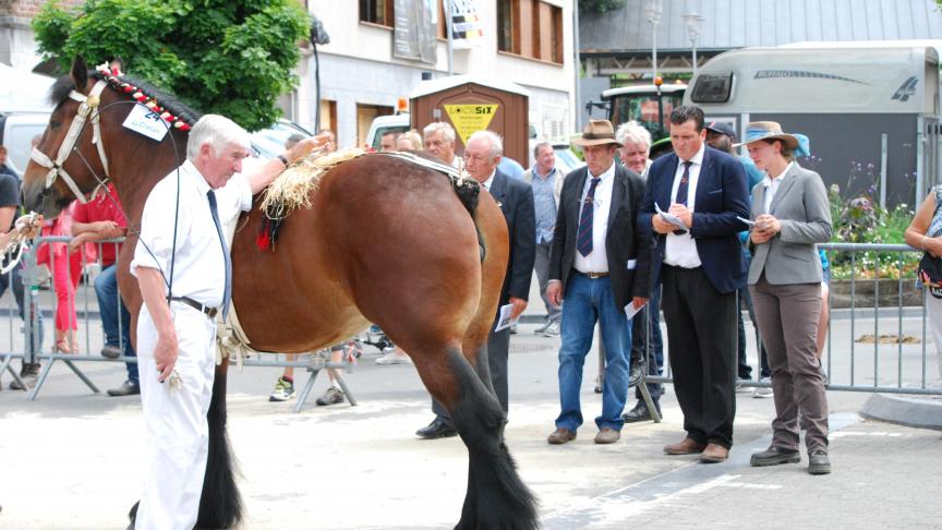 Présentation d’une jeune jument lors du Concours de Trait Belge à Soignies en juin 2017.