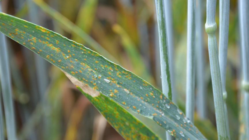 La septoriose a peu progressé cette semaine. On surveillera la rouille jaune et la rouille brune particulièrement sur les variétés sensibles.