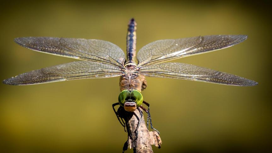 dragonfly-3456317_1920