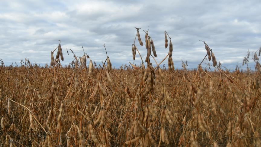 Les exportations de soja vers la Chine se sont effondrées l’an passé, représentant 3,1 milliards $ contre 12,3 Mrd $ en 2017.