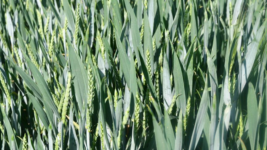 Tous les froments observés dans le réseau du Cepicop ont atteint l’épiaiosn ou la floraison. La protection a encore assurer se raisonne au cas par cas.